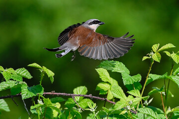 Red Shrike Bird starts in pursuit of flying insect. Poznań. Poland.