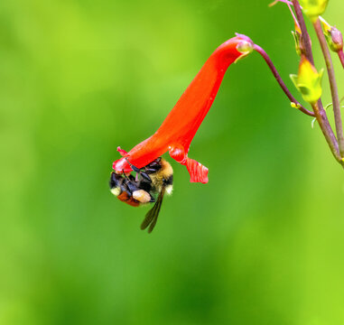 A Hunt's Bumble Bee (Bombus huntii) clinging to a Firecracker Penstemon flower bud while pollinating. Close up view a green background.