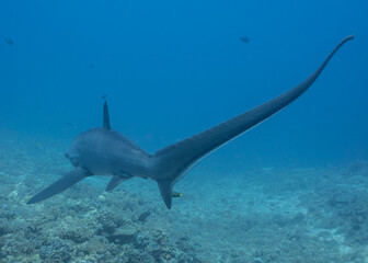 Thresher Shark