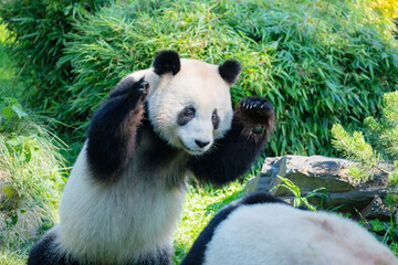 Fototapeta premium cheerful playing pandas on green lawn