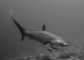 Thresher Shark