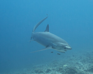Thresher Shark