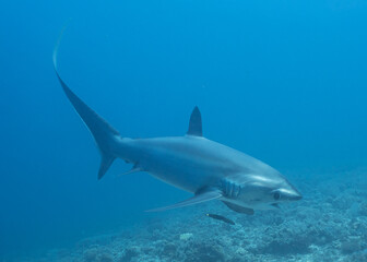 Thresher Shark