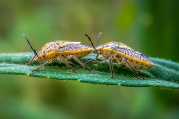 macro of a bug