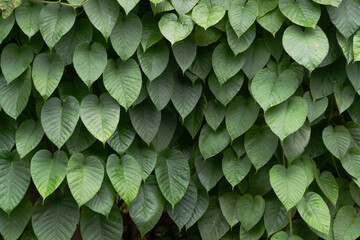 Green leaves pattern for nature Background.