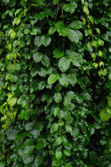 Obraz premium Green leaves pattern for nature Background.