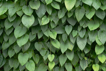 Green leaves pattern for nature Background.