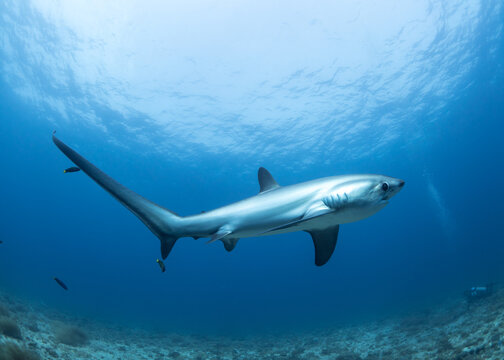 Thresher Shark