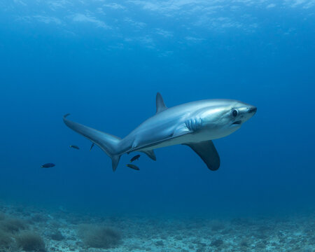Thresher Shark