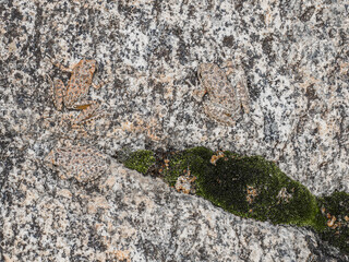 Calif treefrog camouflage