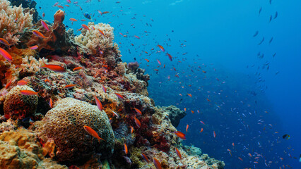 Fototapeta na wymiar A colourful coral reef with bright red fish swimming over it