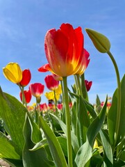 red tulips against blue sky