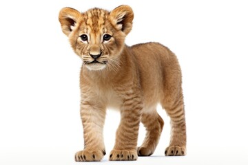 Obraz premium Little lion cub in full length isolated on white background. Beautiful noble animal. For design of postcard, banner, poster, scrapbooking. Veterinary clinic, animal protection center, animal shelter.