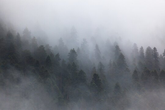 Nature background misty. Forest trees with fog.