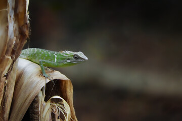 green lizard on a branch