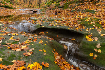 Autumn landscape in the woods.