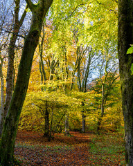 Obraz premium Autumn Trees