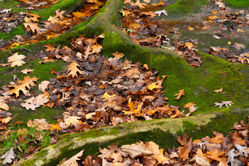 Autumn landscape in the woods.
