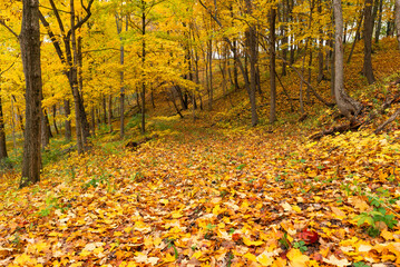 Autumn landscape in the woods.