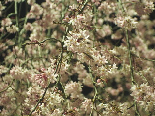 春に咲く桜