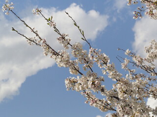 春に咲く桜