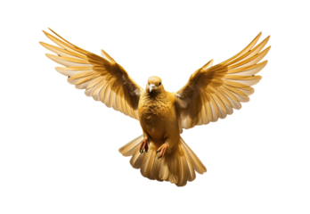 Golden pigeon flying