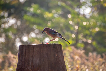 The Eurasian jay, Garrulus glandarius, is a species of passerine bird in the crow family Corvidae.