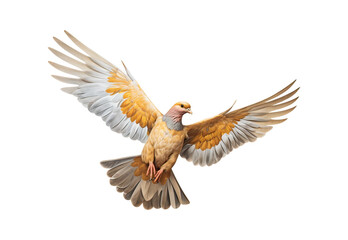Golden pigeon flying