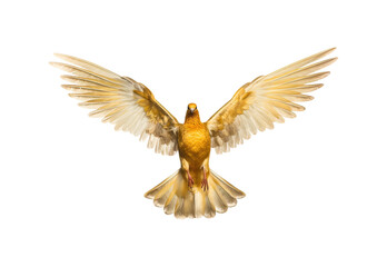 Golden pigeon flying - obrazy, fototapety, plakaty
