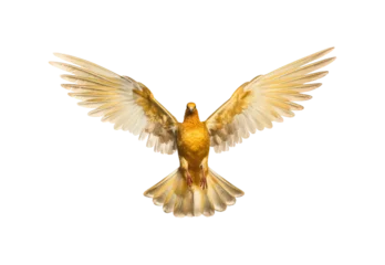 Fotobehang Golden pigeon flying © I Love Png