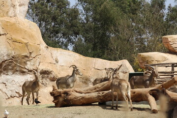 mountain goat in the zoo