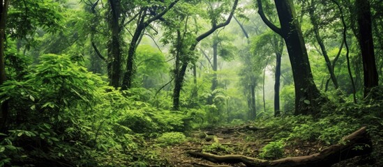 The beautiful landscape of the forest mesmerizes me with its lush green trees and variety of plants...
