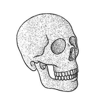 Engraved human skull