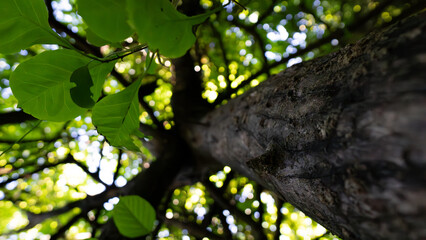 leaves on a tree, tree trunk, tree, blue sky, nature