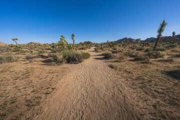 hiking the lost horse mine loop trail in joshua tree national park, california, usa