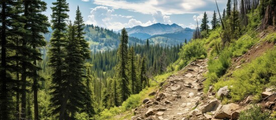 In the summer under the clear blue sky I embarked on a trekking adventure through the stunning wilderness of Colorado navigating through dense forests traversing snowy roads and conquering m - obrazy, fototapety, plakaty