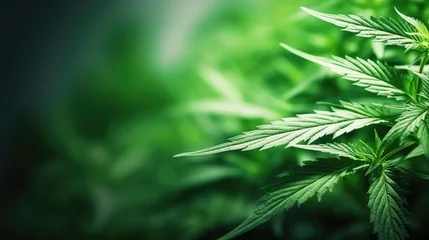 Poster Cannabis leaves background. Hemp plant green leaf close-up. Growing organic cannabis herb plantation on the farm. Marijuana cultivation, alternative medicine concept. © Oksana Smyshliaeva