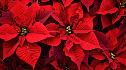 Poinsettia flowers Christmas background. Floral winter season decoration banner. Beautiful Xmas wallpaper. Merry Christmas and Happy New Year 2024 concept.. - obrazy, fototapety, plakaty