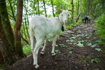 Obraz premium Staring goat on a hiking path to Ulriken