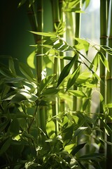 Fototapeta na wymiar The close-up shot of bamboos