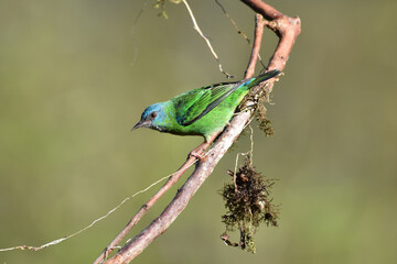 Female Blue Dacnis in Brazil