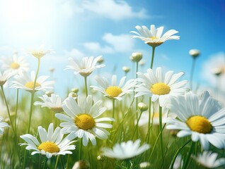 field of blossom daisies. Good weather with sunlight. Generative AI