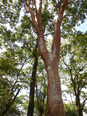 Fototapeta premium Naturaleza en Chiapas, México.