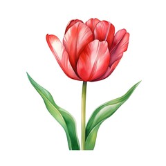 Red tulip watercolor painting style. White background isolated. Generative AI.