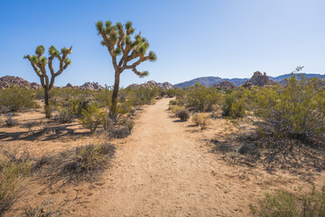 hiking the lost horse mine loop trail in joshua tree national park, california, usa