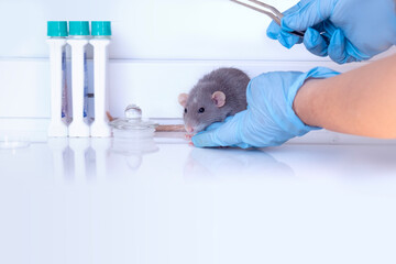 electronic chip in hand of scientist, experimental laboratory gray rat, Genetic Modifications,...
