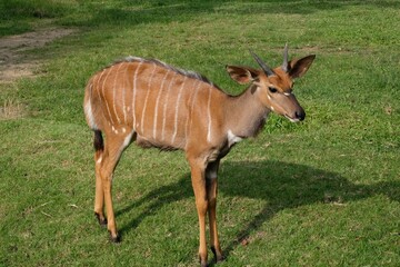 Naklejka na ściany i meble Cute small brown Nyala with distinctive white stripes standing in a grassy meadow on a sunny day