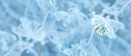 beautiful crystal frost on foliage and tree branches, frosty morning, winter weather concept,...