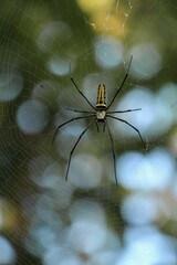 Golden orb-web spider on the web in a field with a blurry background