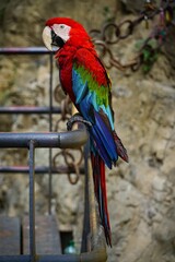 a red and green parrot is sitting on a metal railing